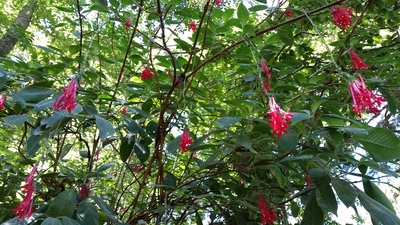 red-flowers-in-garden