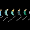 gemstone horn charm options-min Gemstone horn-shaped crescent moon charms in Swiss Blue Topaz, Amazonite, Aqua Chalcedony, Labradorite, Green Onyx, and Rose Quartz with gold detailing.